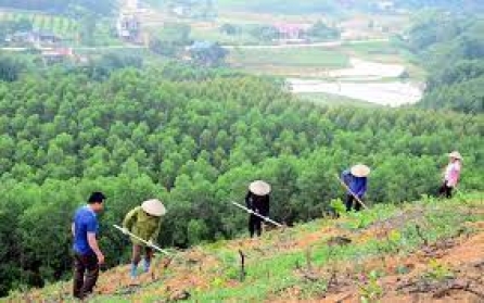 Đầu tư hơn 479 tỷ đồng trồng rừng, phục hồi rừng tại Hà Tĩnh